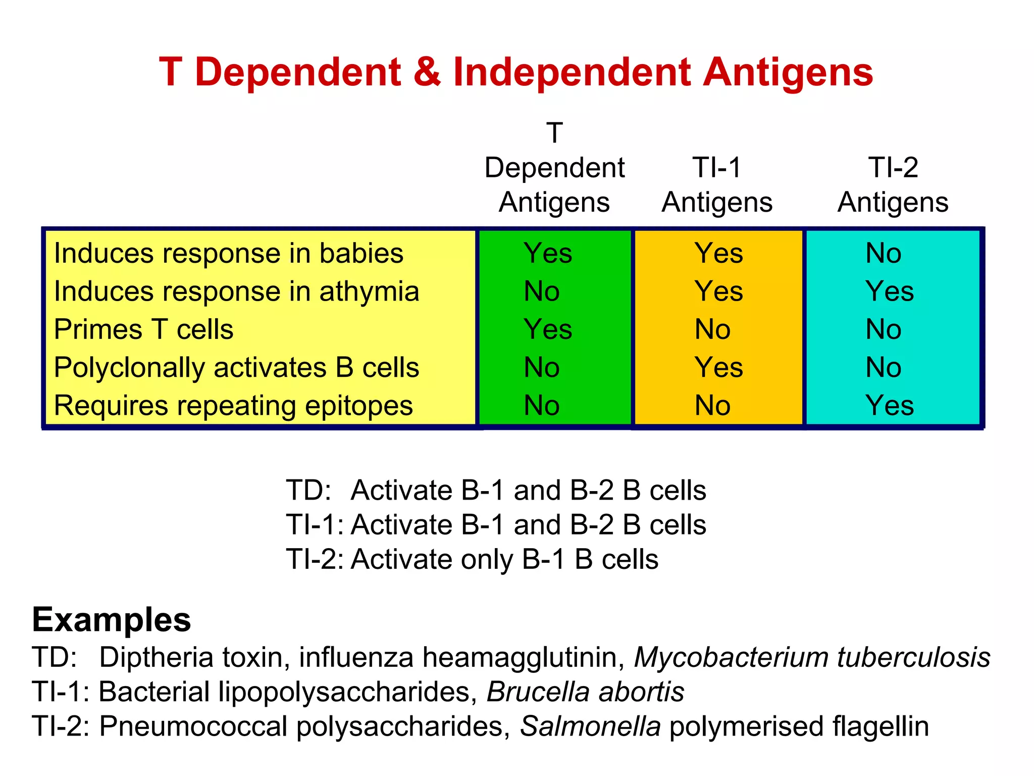 Induces response in babies Yes Yes No Induces response in athymia No Yes Yes Primes T cells Yes No No Polyclonally activates B cells No Yes No Requires repeating epitopes No No Yes T Dependent & Independent Antigens Examples TD: Diptheria toxin, influenza heamagglutinin,  Mycobacterium tuberculosis TI-1: Bacterial lipopolysaccharides,  Brucella abortis TI-2: Pneumococcal polysaccharides,  Salmonella  polymerised flagellin TD: Activate B-1 and B-2 B cells TI-1: Activate B-1 and B-2 B cells TI-2: Activate only B-1 B cells T Dependent Antigens TI-1 Antigens TI-2 Antigens 
