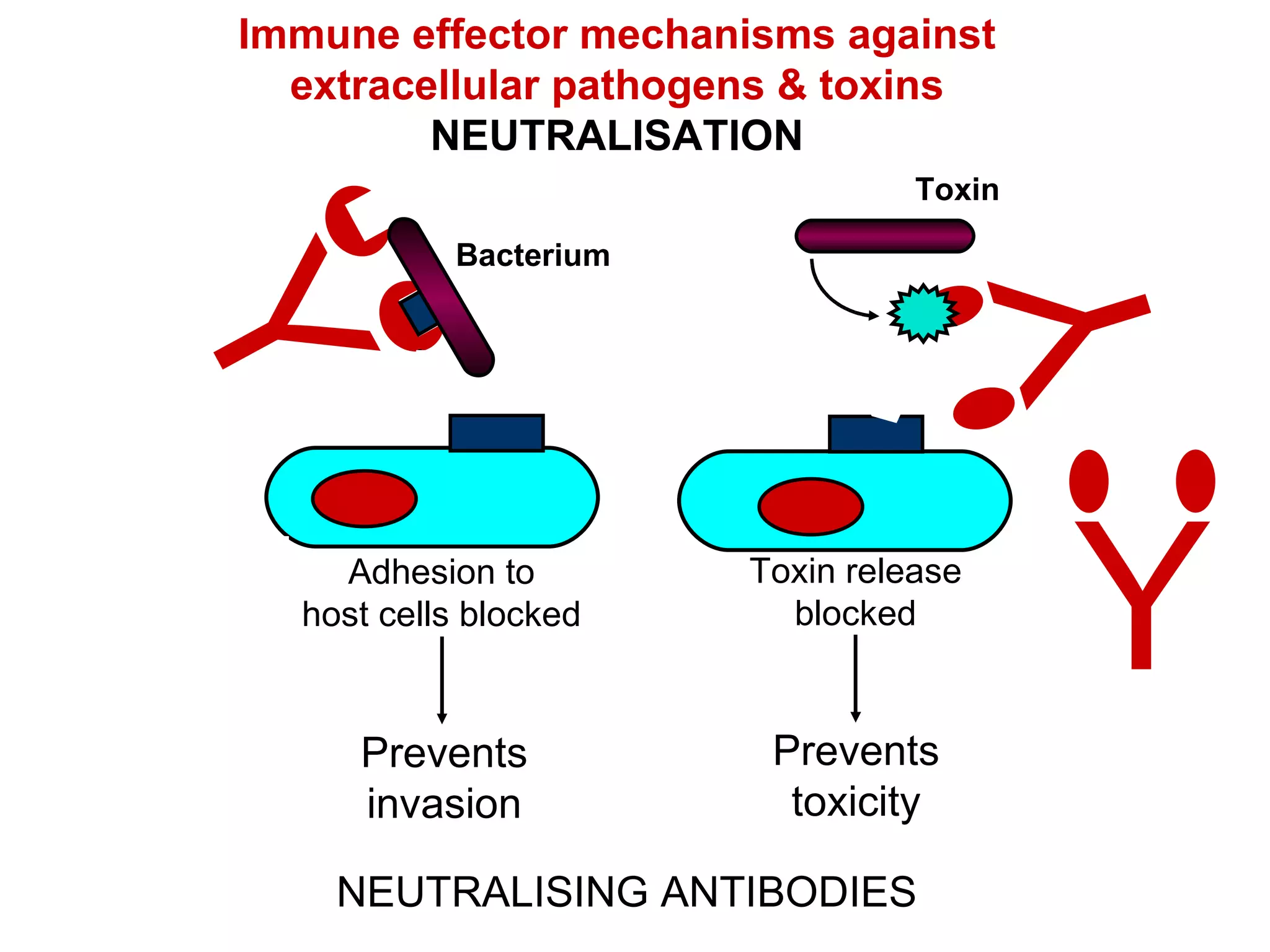 Immune effector mechanisms against extracellular pathogens & toxins NEUTRALISATION NEUTRALISING ANTIBODIES Bacterium Toxin Y ` ` Y ` ` Y ` ` Toxin release blocked Prevents toxicity Adhesion to host cells blocked Prevents invasion Y ` ` 