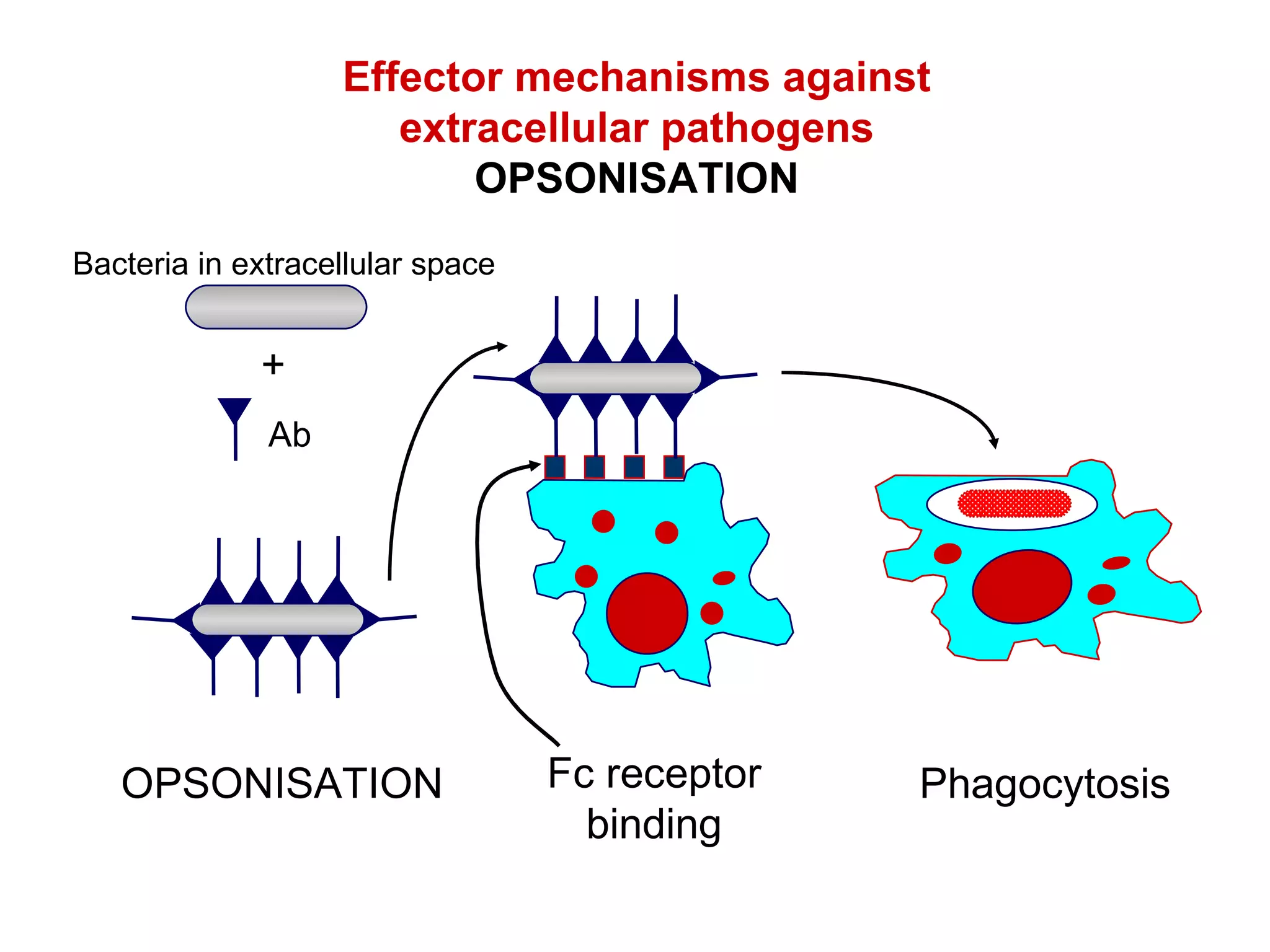 Effector mechanisms against extracellular pathogens OPSONISATION OPSONISATION Fc receptor binding Phagocytosis Bacteria in extracellular space Ab + 