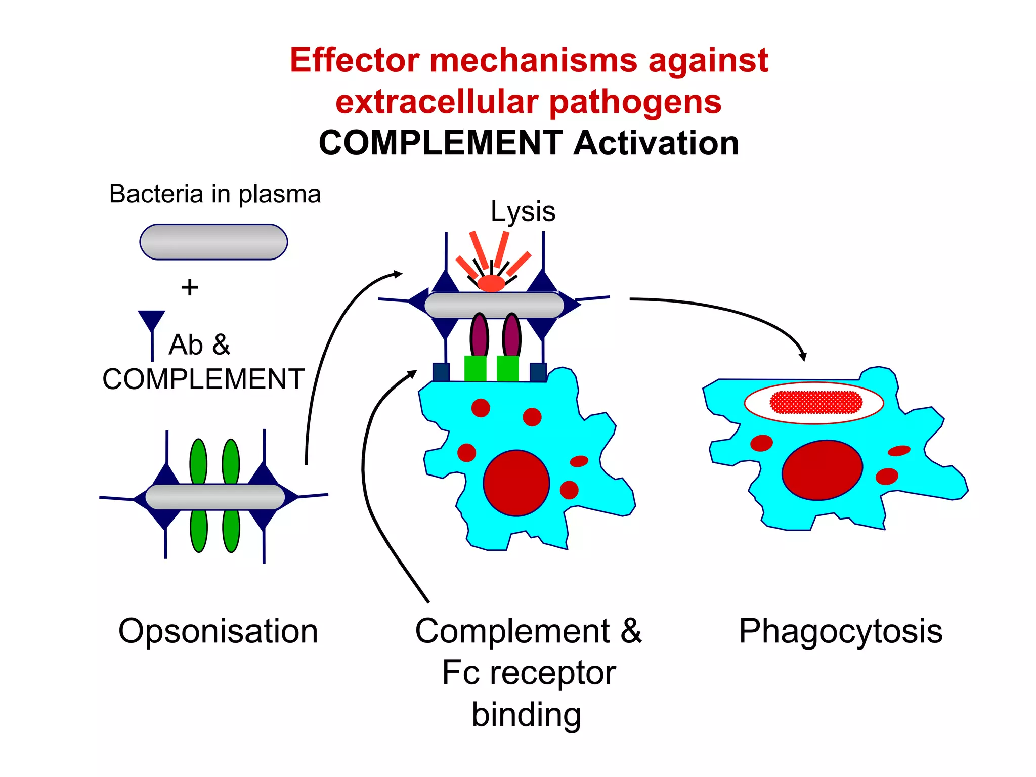 Effector mechanisms against extracellular pathogens COMPLEMENT Activation Lysis Bacteria in plasma Ab &  COMPLEMENT + Phagocytosis binding Complement & Fc receptor Opsonisation 