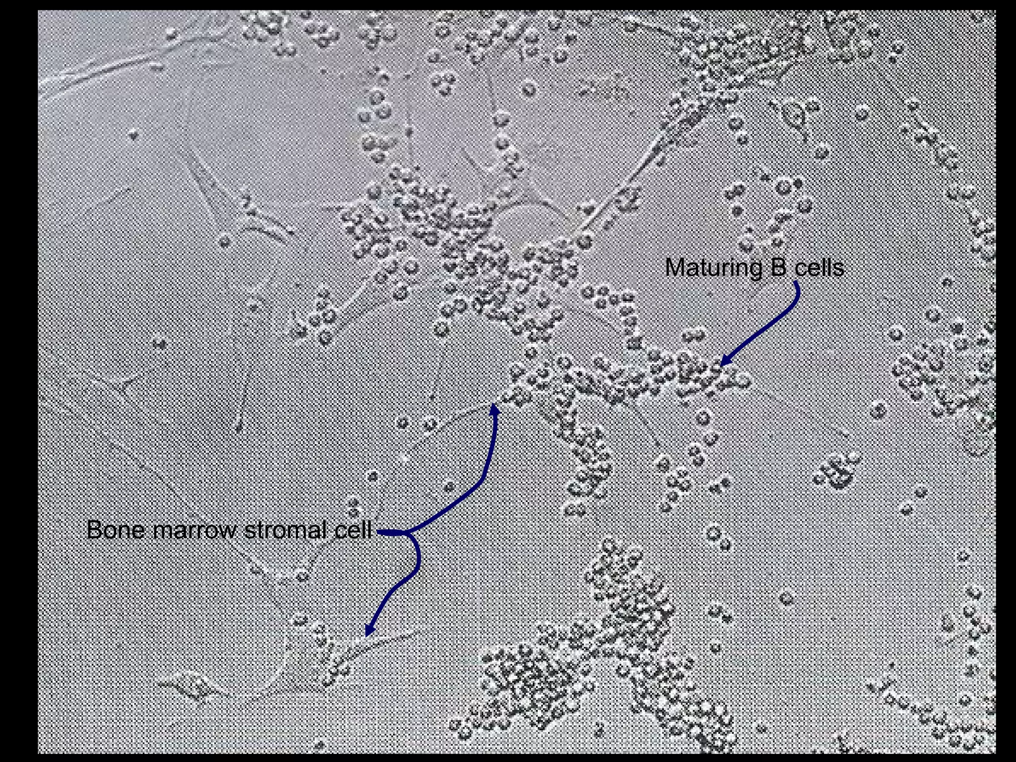 Bone marrow stromal cell Maturing B cells 