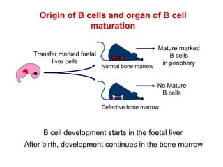 B Cell Development | PPT