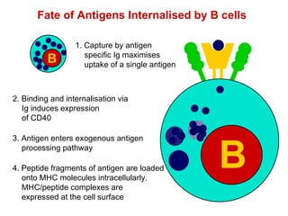 B Cell Development | PPT