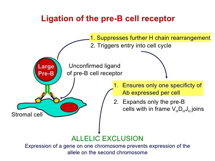 B Cell Development