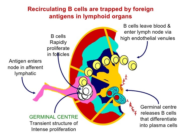 B Cell Development