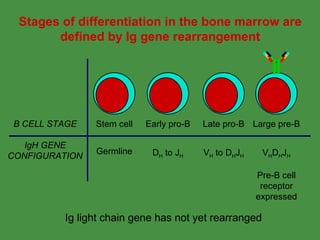 B Cell Development | PPT