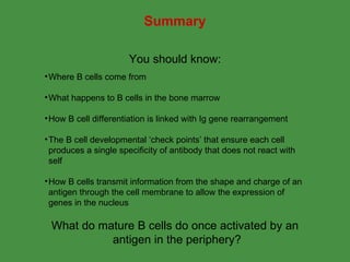 B Cell Development | PPT