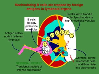 B Cell Development | PPT