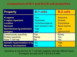 B Cell Development | PPT