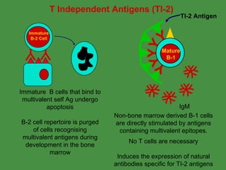 B Cell Development | PPT