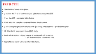 PRE B CELL
• Translation of heavy chain genes.
•
• μ chain is the 1st to be synthesized, no light chains are synthesized.
• V pre B and λ5 – surrogate light chains.
• Cells with this complex – proceed further development.
• μ and surrogate light chain complex with Ig α and Ig β heterodimer - pre B cell receptor.
• CD 43 and c Kit expression stops, CD25 starts.
• Pre B cell recognizes a ligand – signal to immature B cell formation.
- pre B cell multiplies – clone of B cells.
• Each of these B cells will have different L chains.
 