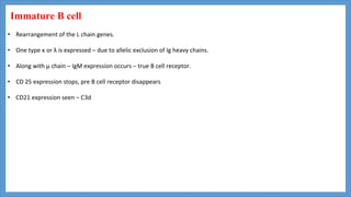 Immature B cell
• Rearrangement of the L chain genes.
• One type κ or λ is expressed – due to allelic exclusion of Ig heavy chains.
• Along with μ chain – IgM expression occurs – true B cell receptor.
• CD 25 expression stops, pre B cell receptor disappears
• CD21 expression seen – C3d
 