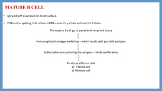 MATURE B CELL
• IgD and IgM expressed on B cell surface.
• Differential splicing of H –chain mRNA – one for μ chain and one for δ chain.
The mature B cell go to peripheral lymphoid tissue
Immunoglobulin isotype switching – which reacts with possible epitopes
Activated on encountering the antigen – clonal proliferation
Produces effector cells
a) Plasma cell
b) Memory cell
 
