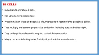 B1 CELLS
• Includes 5 % of mature B cells.
• Has CD5 marker on its surface.
• Predominant in foetal and neonatal life, migrate from foetal liver to peritoneal cavity.
• They multiply and secrete polyreactive antibodies including autoantibodies – IgM.
• They undergo little class switching and somatic hypermutation.
• May act as a contributing factor for initiation of autoimmune disorders.
 