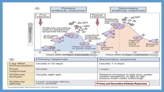 Primary and SecondaryAntibody Responses
 