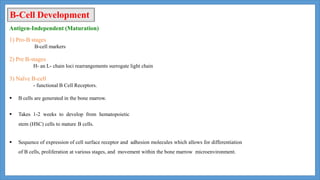 B-Cell Development
Antigen-Independent (Maturation)
1) Pro-B stages
B-cell markers
2) Pre B-stages
H- an L- chain loci rearrangements surrogate light chain
3) Naïve B-cell
- functional B Cell Receptors.
 B cells are generated in the bone marrow.
 Takes 1-2 weeks to develop from hematopoietic
stem (HSC) cells to mature B cells.
 Sequence of expression of cell surface receptor and adhesion molecules which allows for differentiation
of B cells, proliferation at various stages, and movement within the bone marrow microenvironment.
 