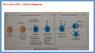 Overview of B – cell development
 