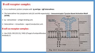 B cell receptor complex
 It is a multimeric protein complex with Ig and Igα – Igβ heterodimer.
 The heterodimer has cytoplasmic tails (61 and 48 respectively) – Immunoreceptor Tyrosine Based Activation Motif
(IATM).
 Ig – extracellular – antigen binding unit.
 Heterodimer – intracellular – signal transduction unit.
B cell co-receptor complex:
 Has CD19, CR2 (CD 21), TAPA 1(Target of antiproliferative
Antibody 1)
 