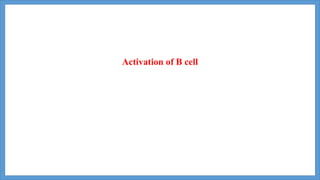 Activation of B cell
 