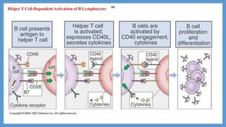 Helper T Cell-Dependent Activation of B Lymphocytes
 