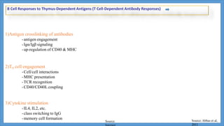 B Cell Responses to Thymus-Dependent Antigens (T Cell-Dependent Antibody Responses)
1)Antigen crosslinking of antibodies
-antigen engagement
-Igα/Igβ signaling
-up-regulation of CD40 & MHC
2)TH cell engagement
-Cell/cell interactions
-MHC presentation
-TCR recognition
-CD40/CD40L coupling
3)Cytokine stimulation
-IL4, IL2, etc.
-class switching to IgG
-memory cell formation
Source: Source:Abbas et al,
2011
 