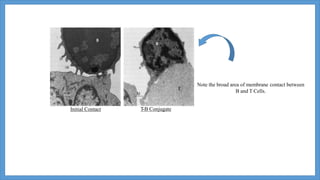 Initial Contact T-B Conjugate
Note the broad area of membrane contact between
B and T Cells.
 