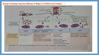 Isotype Switching Under the Influence of Helper T Cell-Derived Cytokines
 