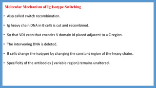 • Also called switch recombination.
• Ig heavy chain DNA in B cells is cut and recombined.
• So that VDJ exon that encodes V domain id placed adjacent to a C region.
• The intervening DNA is deleted.
• B cells change the isotypes by changing the constant region of the heavy chains.
• Specificity of the antibodies ( variable region) remains unaltered.
Molecular Mechanism of Ig Isotype Switching
 