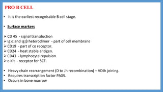 PRO B CELL
• It is the earliest recognisable B cell stage.
• Surface markers
CD 45 - signal transduction
Ig α and Ig β heterodimer - part of cell membrane
CD19 - part of co receptor.
CD24 - heat stable antigen.
CD43 - lymphocyte repulsion.
c-Kit - receptor for SCF.
• Heavy chain rearrangement (D to Jh recombination) – VDJh joining.
• Requires transcription factor PAX5.
• Occurs in bone marrow
 