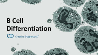 www.creative-diagnostics.com
B Cell
Differentiation
 