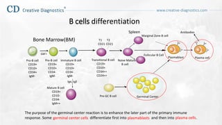 B cell differentiation | PPTX