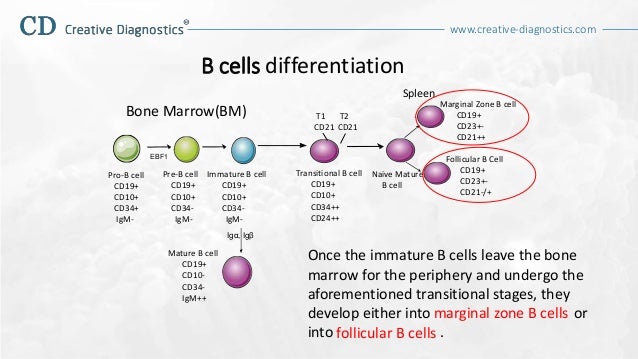 B cell differentiation