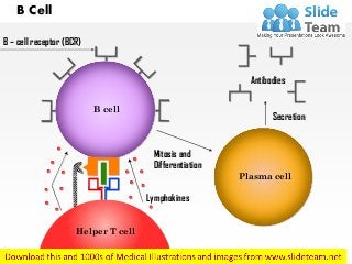 B Cell
Antibodies
Secretion
Plasma cell
B – cell receptor (BCR)
B cell
Mitosis and
Differentiation
Lymphokines
Helper T cell
 