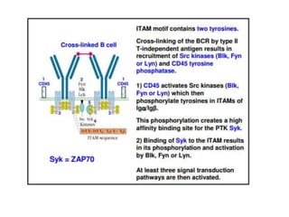 B CELL RECEPTOR final.pptx