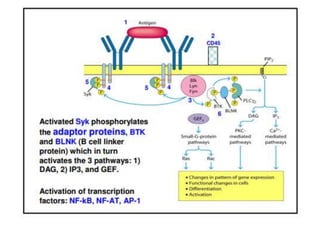 B CELL RECEPTOR final.pptx
