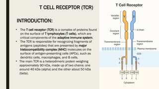 Tcr Component b cell receptor &T cell receptor.pptx..... | PPTX