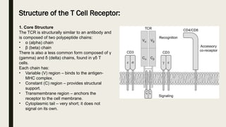 Tcr Drawing b cell receptor &T cell receptor.pptx..... | PPTX