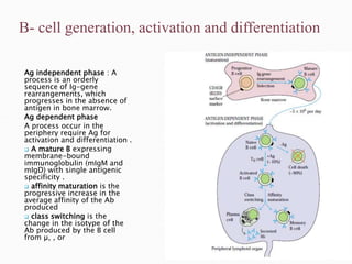 B cells generation 2019.ppt