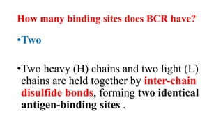 How many binding sites does BCR have?
•Two
•Two heavy (H) chains and two light (L)
chains are held together by inter-chain
disulfide bonds, forming two identical
antigen-binding sites .
 