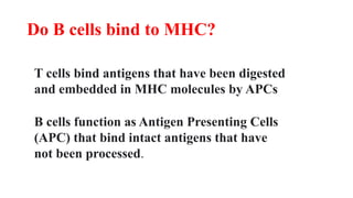 Do B cells bind to MHC?
T cells bind antigens that have been digested
and embedded in MHC molecules by APCs
B cells function as Antigen Presenting Cells
(APC) that bind intact antigens that have
not been processed.
 