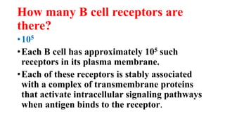 How many B cell receptors are
there?
•105
•Each B cell has approximately 105 such
receptors in its plasma membrane.
•Each of these receptors is stably associated
with a complex of transmembrane proteins
that activate intracellular signaling pathways
when antigen binds to the receptor.
 