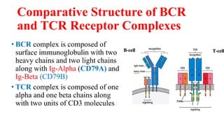 Comparative Structure of BCR
and TCR Receptor Complexes
• BCR complex is composed of
surface immunoglobulin with two
heavy chains and two light chains
along with Ig-Alpha (CD79A) and
Ig-Beta (CD79B)
• TCR complex is composed of one
alpha and one beta chains along
with two units of CD3 molecules
 
