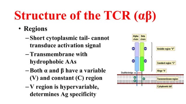 B Cell & T Cell Receptors.pptx