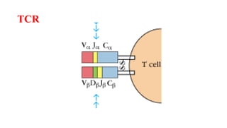 TCR
 