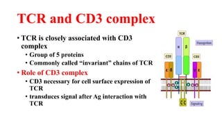 TCR and CD3 complex
• TCR is closely associated with CD3
complex
• Group of 5 proteins
• Commonly called “invariant” chains of TCR
• Role of CD3 complex
• CD3 necessary for cell surface expression of
TCR
• transduces signal after Ag interaction with
TCR
 