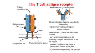 The T cell antigen receptor
Va Vb
Ca Cb
Carbohydrates
Hinge
Monovalent
Resembles an Ig Fab fragment
Fab
VH
VL
Fc
CL
CH
VL
VH
CH CL
CH CH
CH
CH
No alternative constant regions
Transmembrane region
Never secreted
Domain structure: Ig gene superfamily
Heterodimeric, chains are disuphide-
bonded
Cytoplasmic tail
Very short intracytoplasmic tail
+
+
+
Positively charged amino acids in the
TM region
Antigen
combining site
Antigen combining site made of
juxtaposed Va and Vb regions
30,000 identical specificity TcR per cell
 