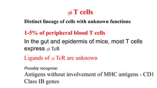  T cells
Distinct lineage of cells with unknown functions
1-5% of peripheral blood T cells
In the gut and epidermis of mice, most T cells
express  TcR
Ligands of  TcR are unknown
Possibly recognise:
Antigens without involvement of MHC antigens - CD1
Class IB genes
 
