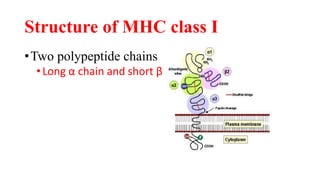 Structure of MHC class I
•Two polypeptide chains
•Long α chain and short β
 