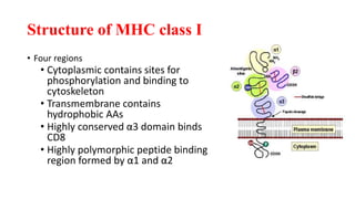Structure of MHC class I
• Four regions
• Cytoplasmic contains sites for
phosphorylation and binding to
cytoskeleton
• Transmembrane contains
hydrophobic AAs
• Highly conserved α3 domain binds
CD8
• Highly polymorphic peptide binding
region formed by α1 and α2
 