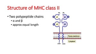Structure of MHC class II
• Two polypeptide chains
• α and β
• approx equal length
 